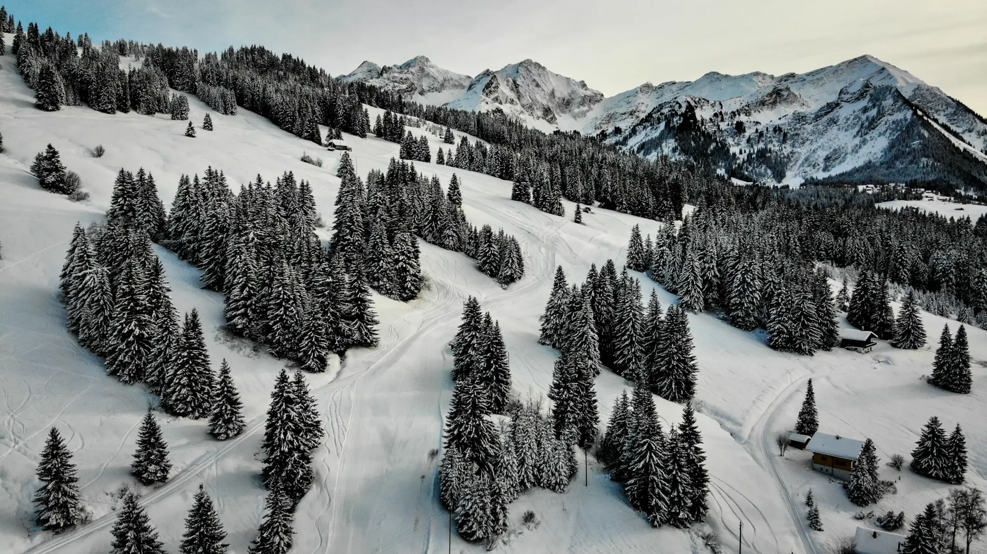 Banner Mosses Lecherette